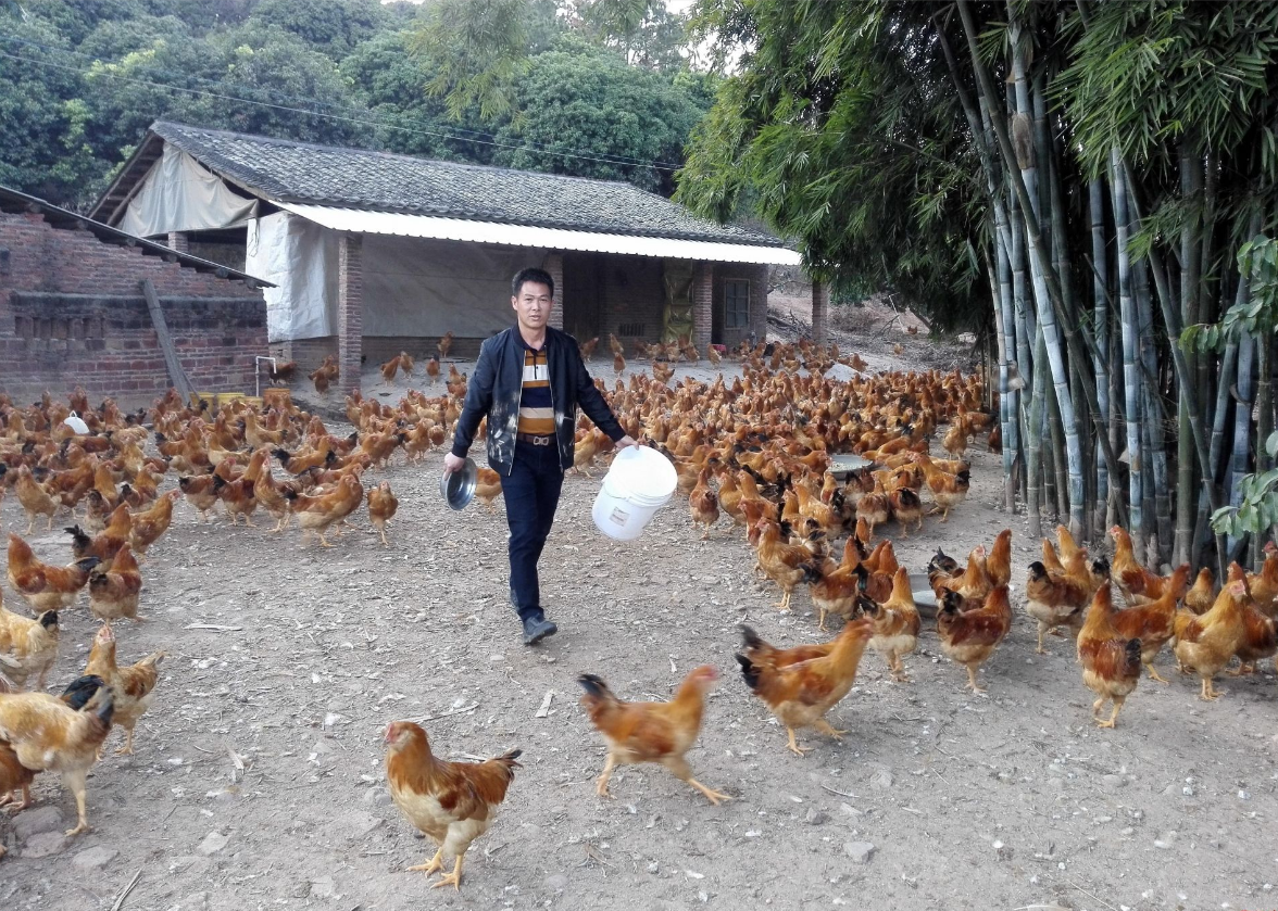 深圳人跑到这个镇上买鸡?深圳帮扶河源成绩让人忍不住点赞