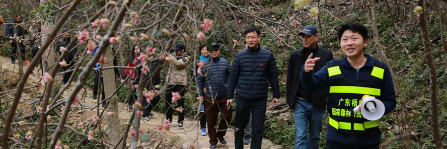 漫山遍野的铃儿花，就在深圳这个森林公园！