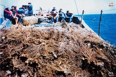采挖珊瑚礁10倍罚款 深圳要立法加强海洋环境保护