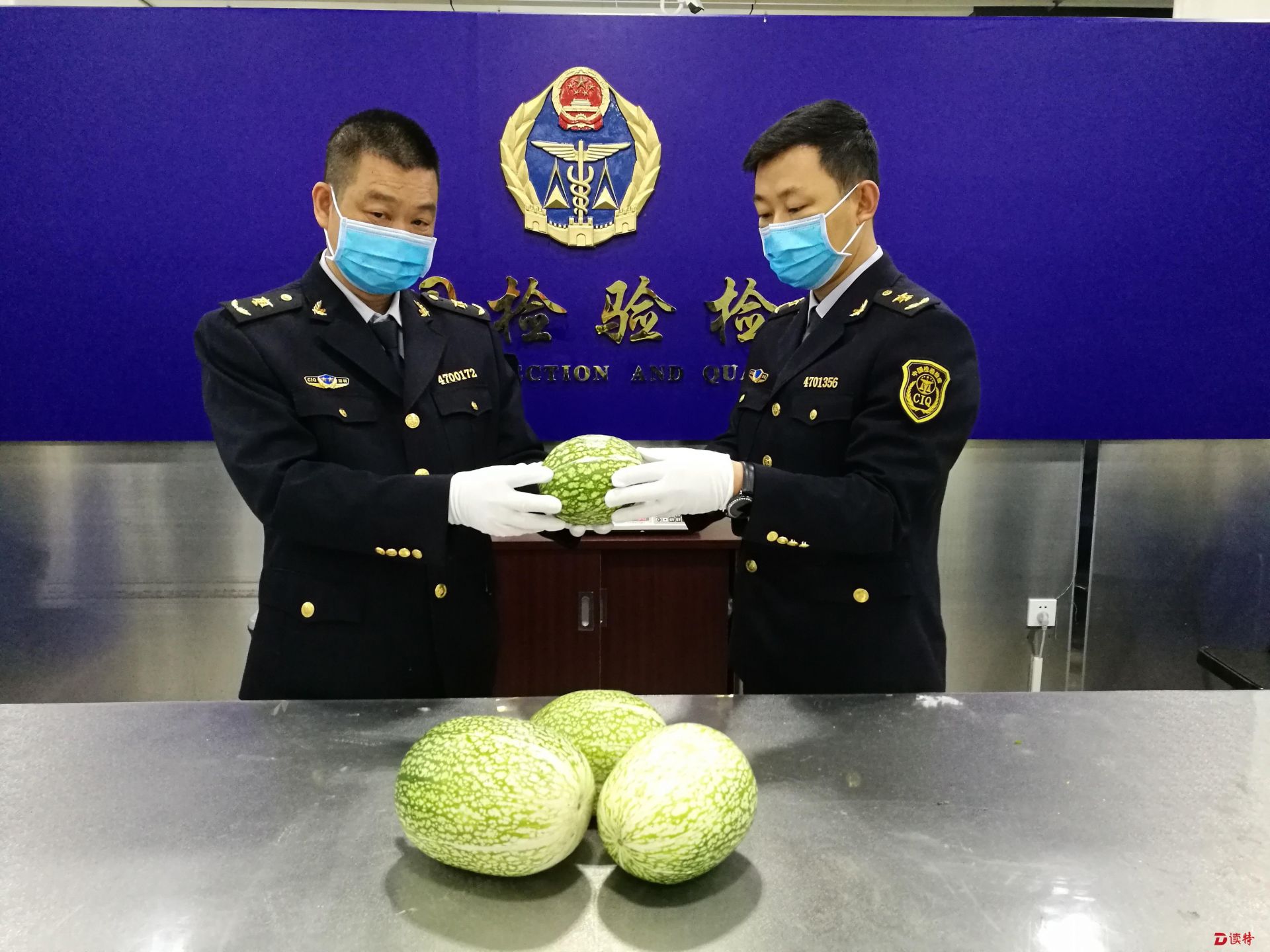 稀有特产鱼翅瓜“闯关” 福田口岸首次截获