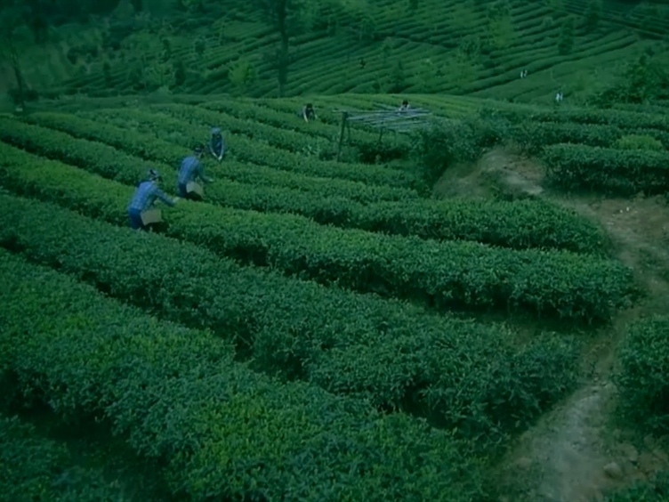 凤凰单丛茶，不止是一杯茶！