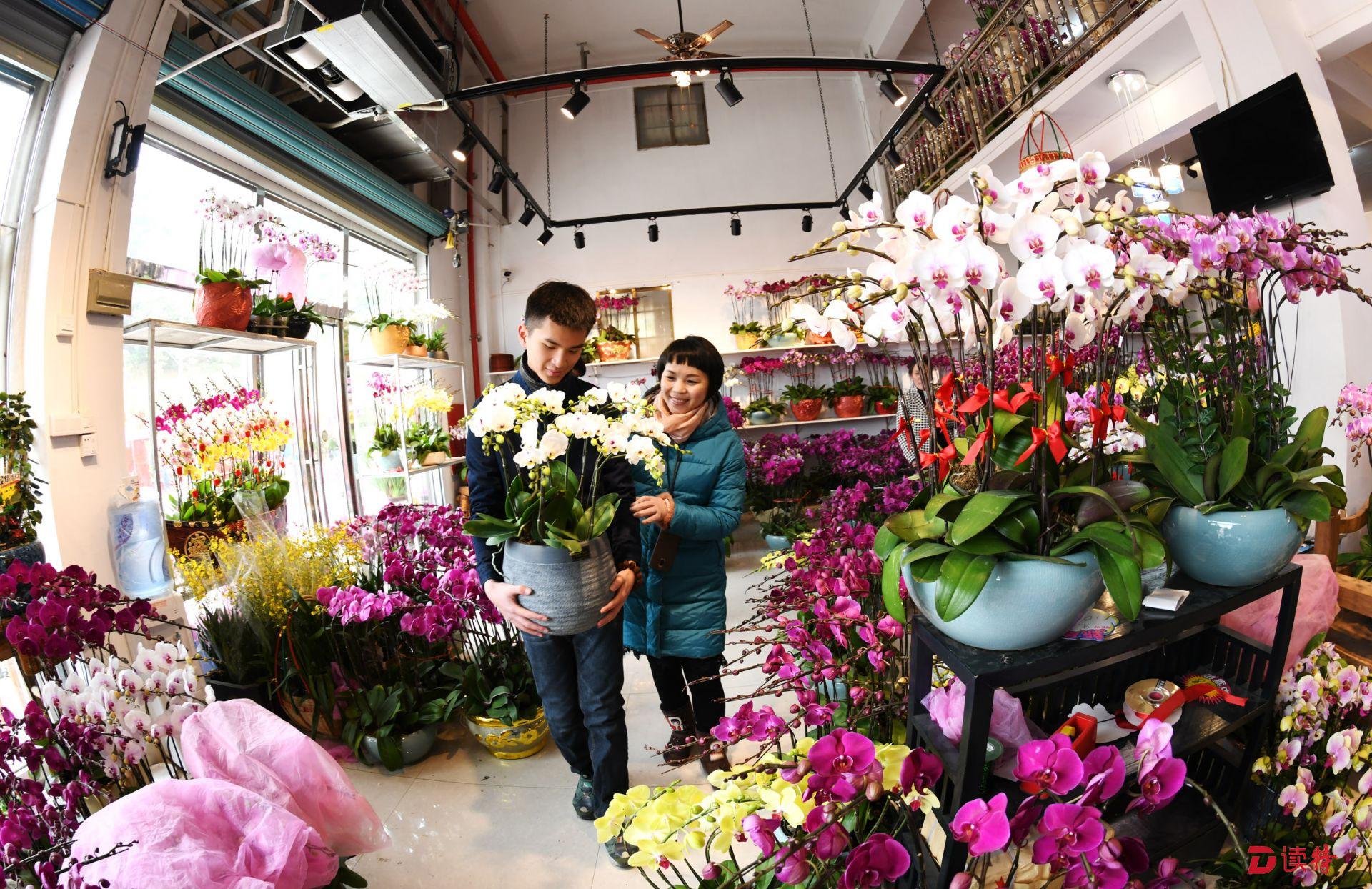 “十里桃林”里逛花市！龙岗百合花卉小镇打造深圳最大迎春花市