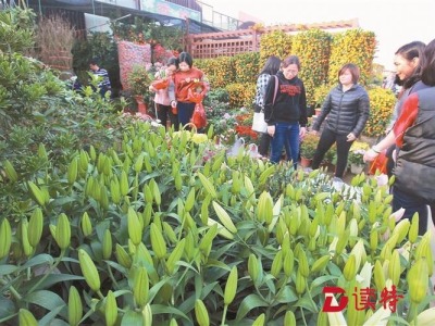 逛花市 迎新春：深圳人的立春有香味！