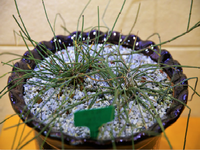 为百年之争提供新视角！深圳植物学者破译买麻藤基因组