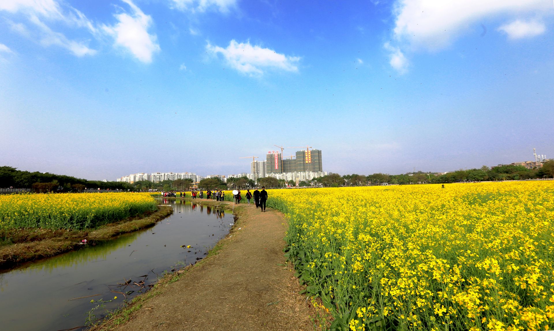 东莞油菜花景点图片