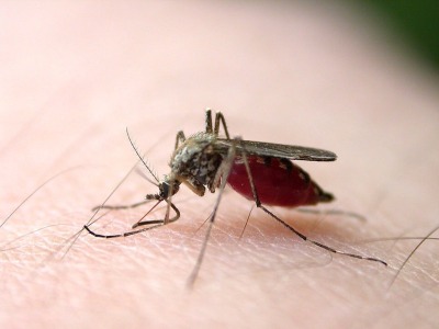 检验检疫部门提醒：春节赴东南亚旅游需防蚊防疫 