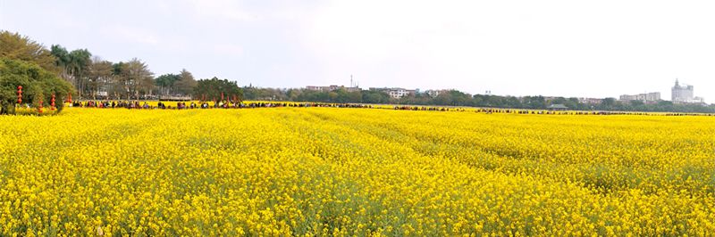 东莞桥头油菜花盛开，引赏花客无数
