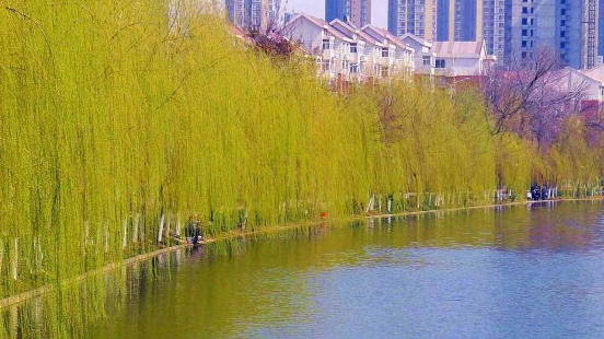 迎春分 | 春色惹人醉，杨柳万千条