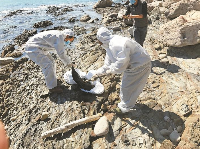 大鹏海域发现三只江豚尸体 专家提醒：船只驾驶者莫误伤江豚