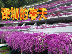叮视频｜深圳的春天来了  
