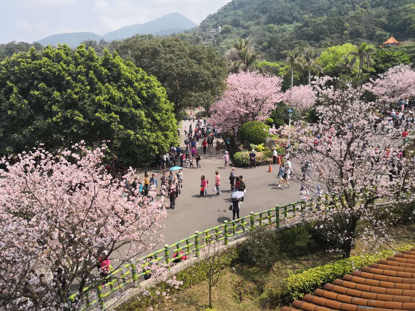 春意盎然！台湾淡水樱花缤纷盛绽