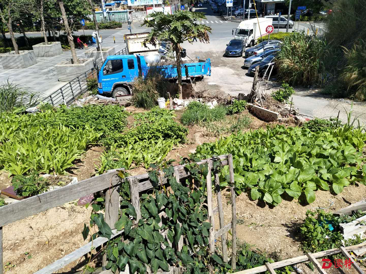 坂田规划土地监察队清理“都市菜地”2000平方米            