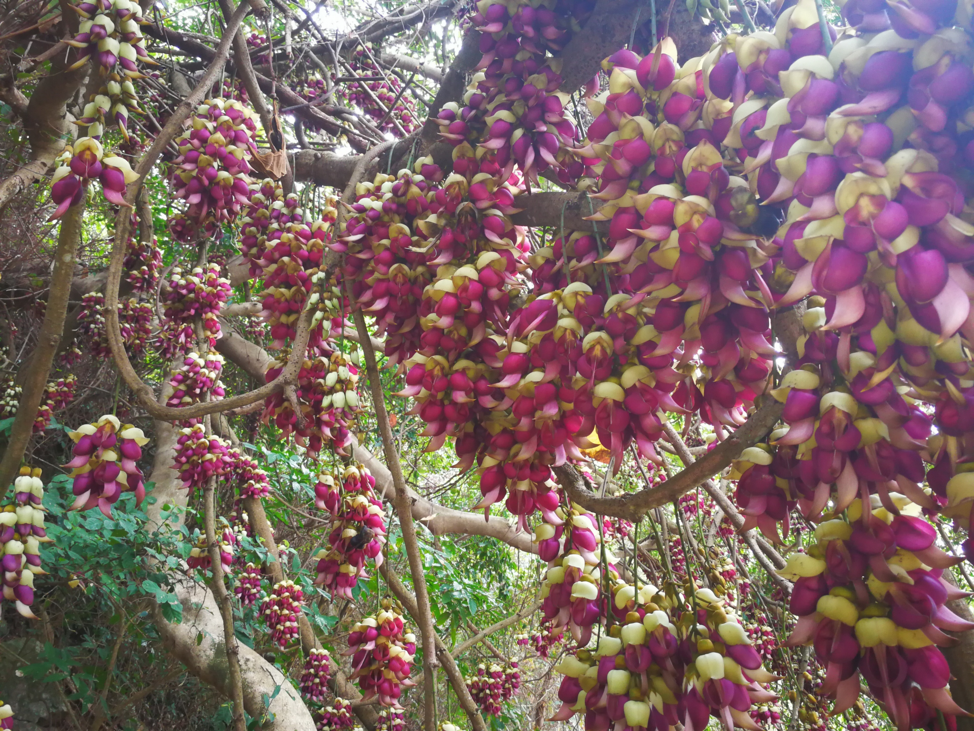 美不胜收！坝光盛开禾雀花