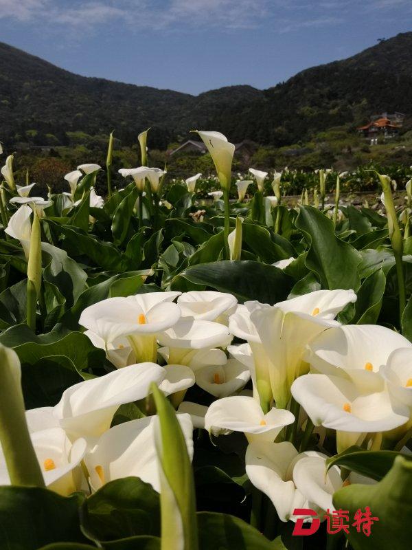 台北竹子湖海芋花素颜绽放
