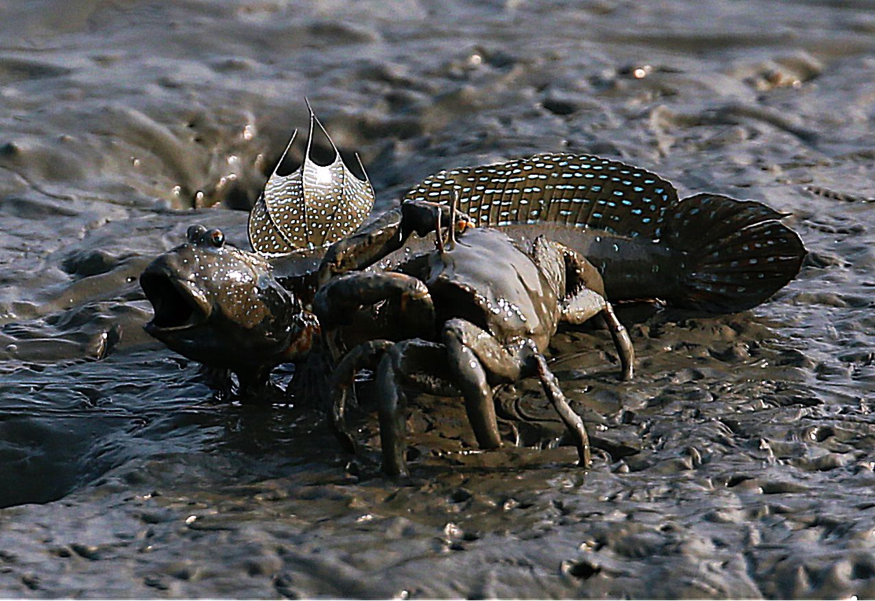 弹涂鱼和螃蟹打架谁会赢看图