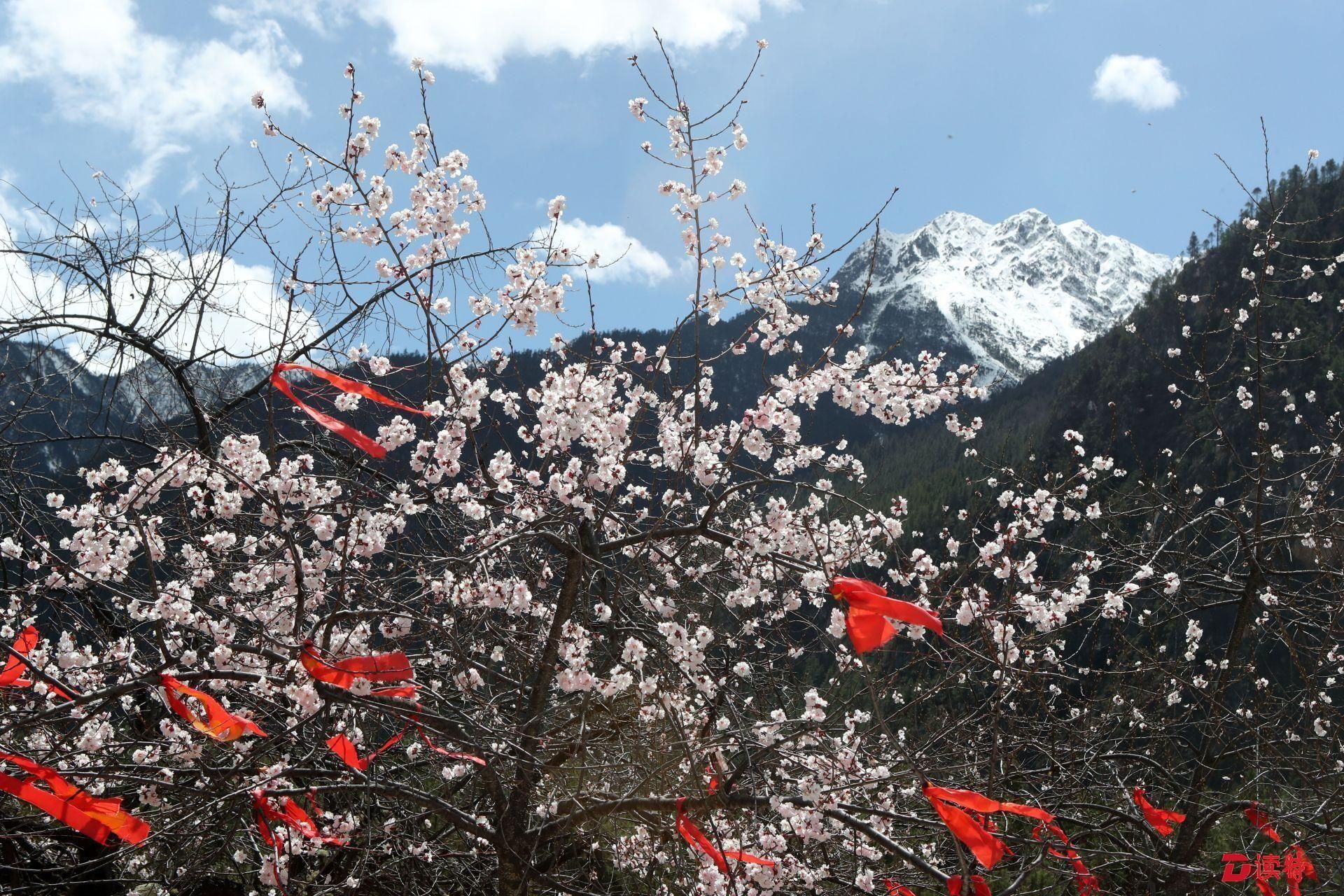 4月2日,西藏自治区乡察隅县2018年罗马桃花旅游文化节在古玉乡罗马村