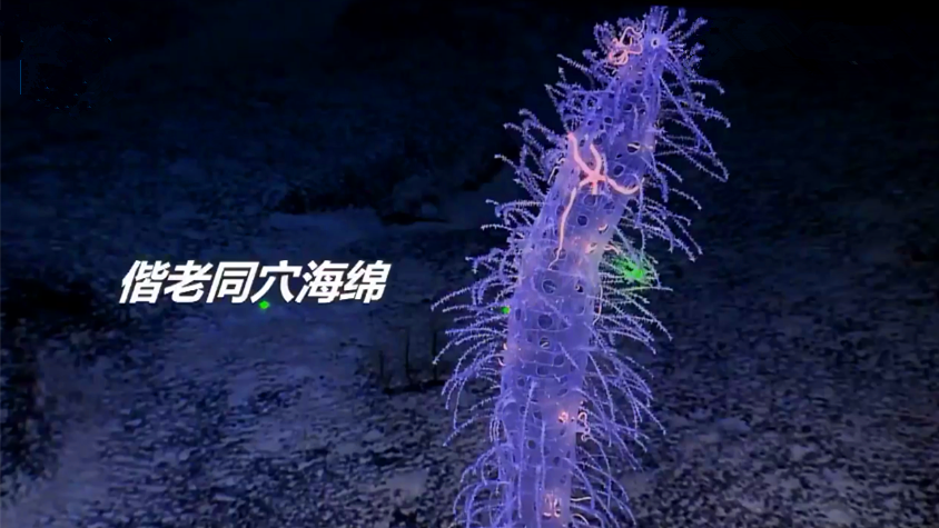 神秘的海底世界你看过吗？“科学”号带你看深海秘境