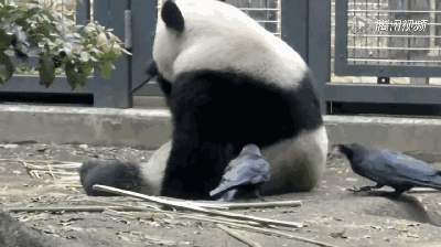 乌鸦明目张胆薅大熊猫的毛筑巢？！ 网友：窝中爱马仕