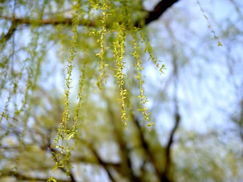 杨絮柳絮又来了！你准备好了吗？