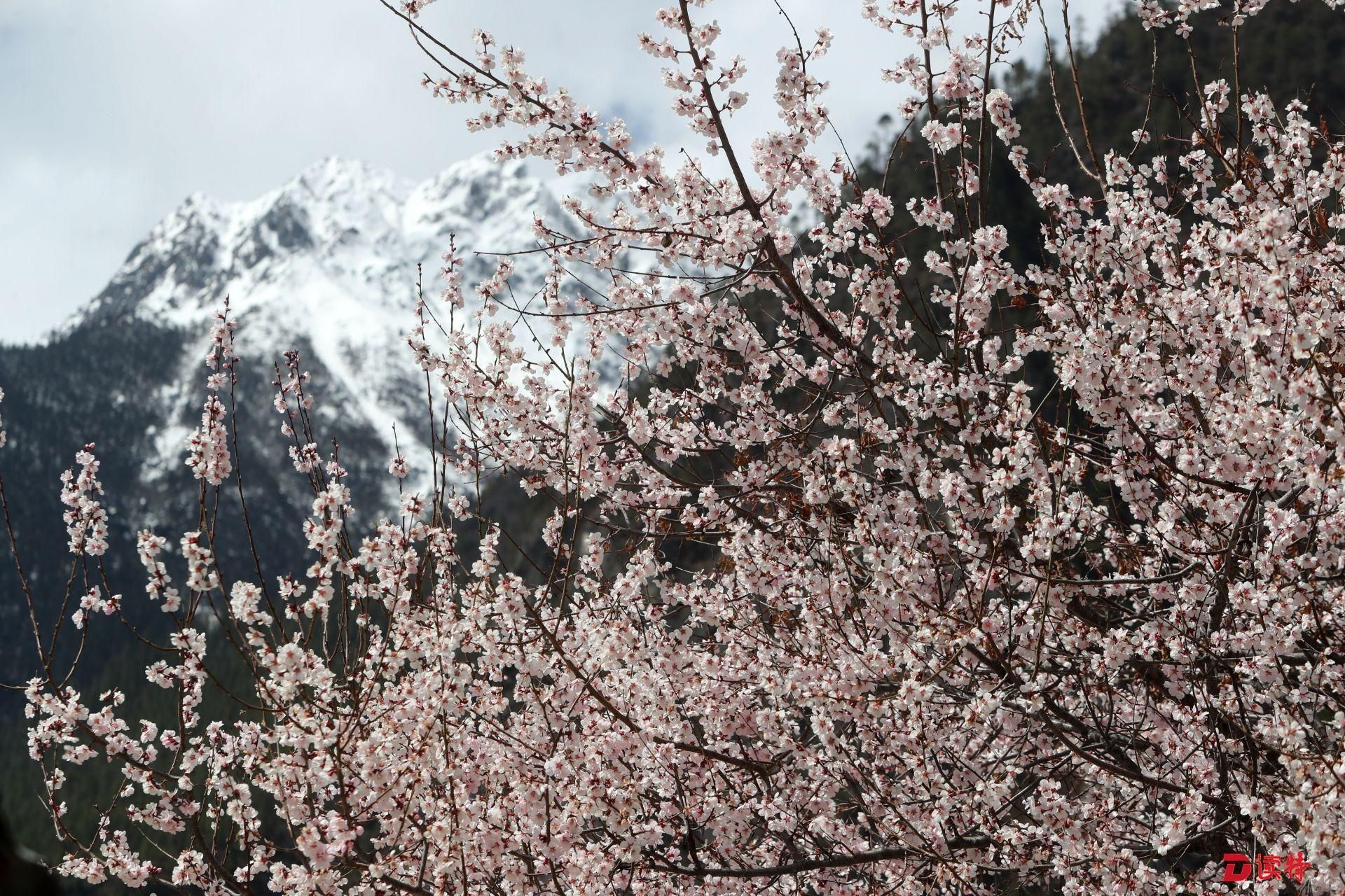 4月2日,西藏自治区乡察隅县2018年罗马桃花旅游文化节在古玉乡罗马村