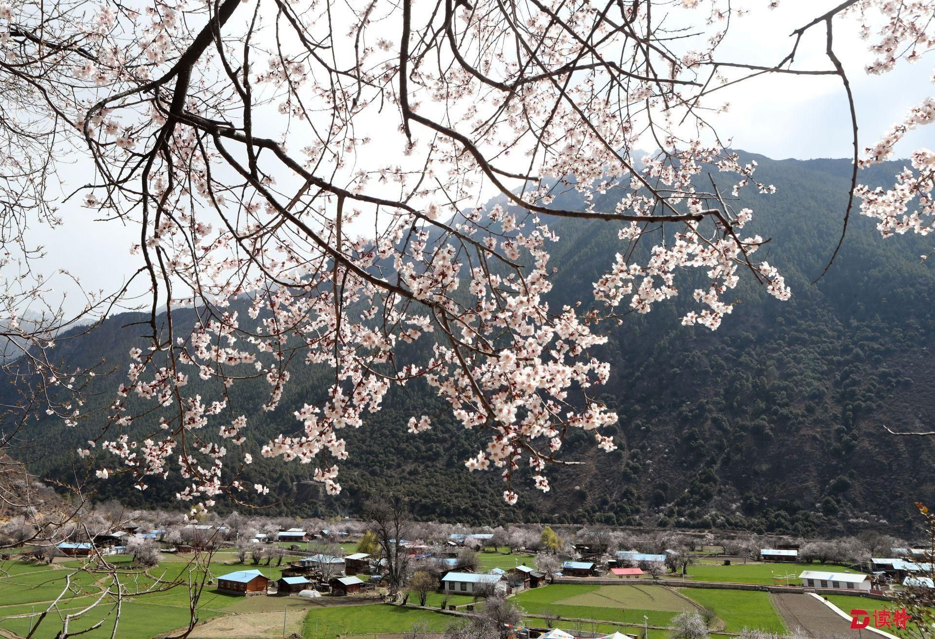 4月2日,西藏自治区乡察隅县2018年罗马桃花旅游文化节在古玉乡罗马村