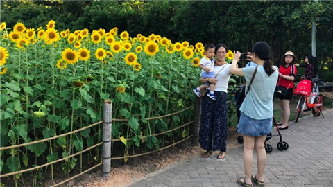 @深圳人，市民中心向日葵又迎来盛花期