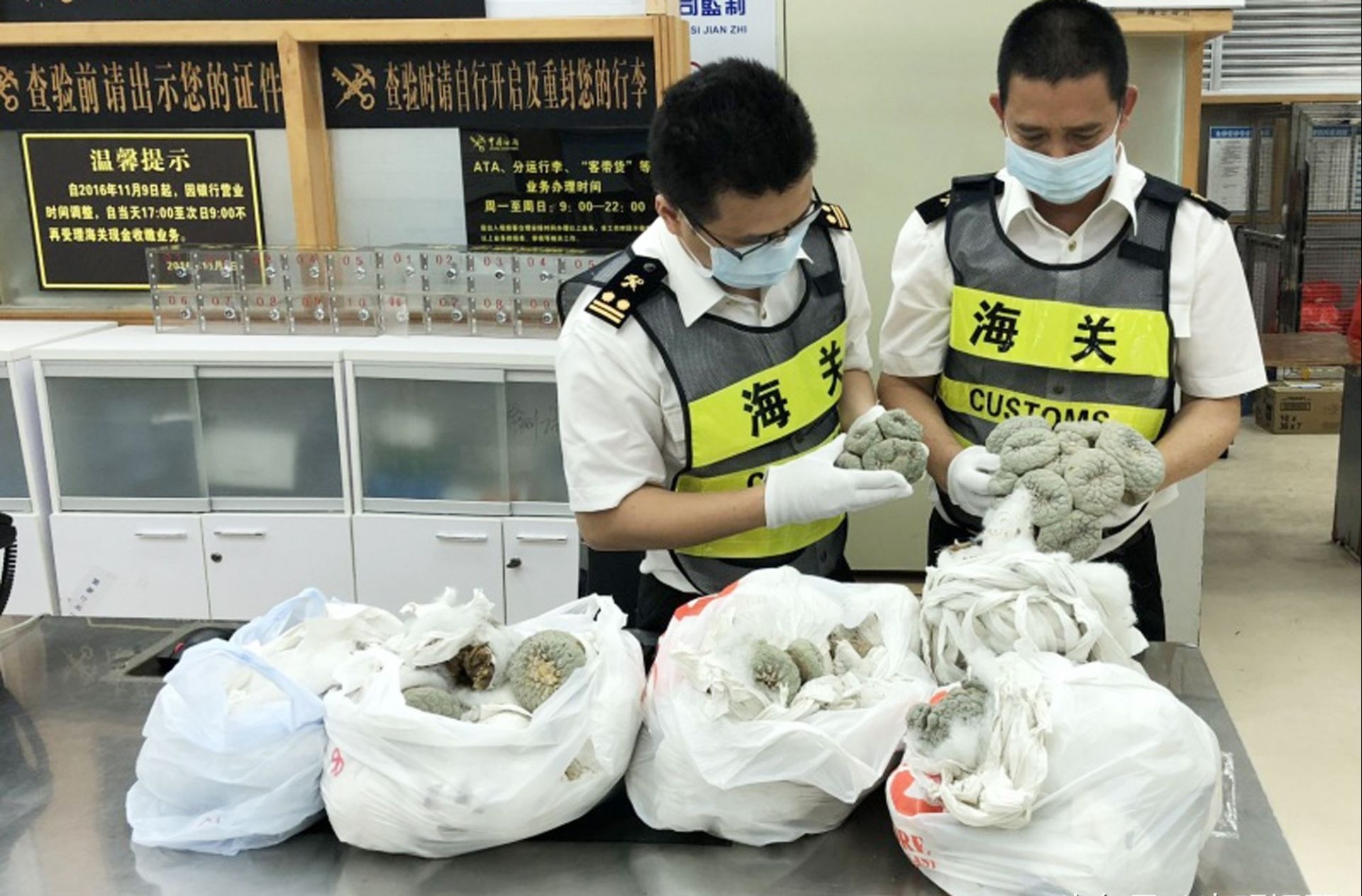 萌萌哒多肉植物会致幻？专家：有毒只是“小众”