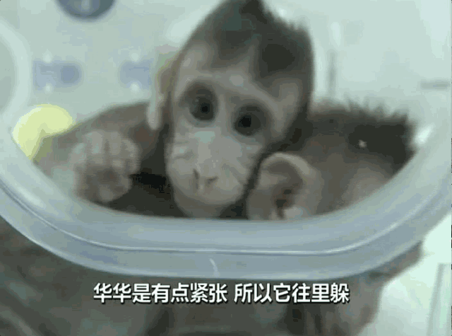 揭秘:克隆猴与普通猴有什么不一样？将来是否会克隆人？