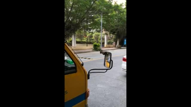 梅林发现一只“戏精”小鸟！这么爱照镜子，是被自己萌到了吗？