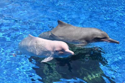 关于中华白海豚你了解多少？全球最大栖息地就在珠江口