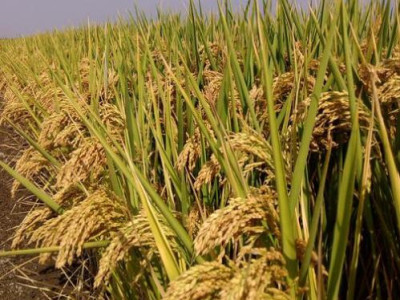 袁隆平团队把水稻种在了迪拜热带沙漠,最高亩产超500公斤