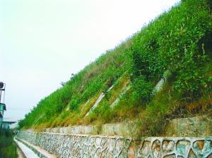 坪山区加强地质灾害防御工作 全力抵御台风“艾云尼”