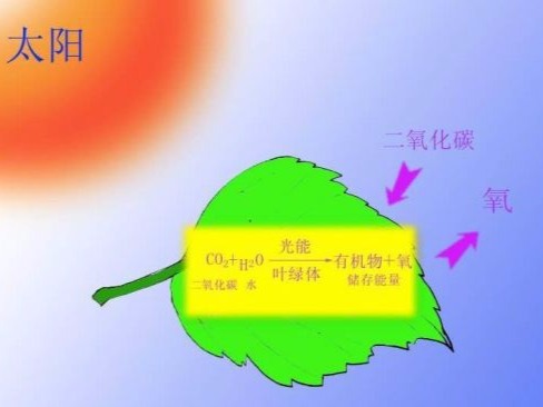 新型光合作用可利用近红外光 或将改写教科书