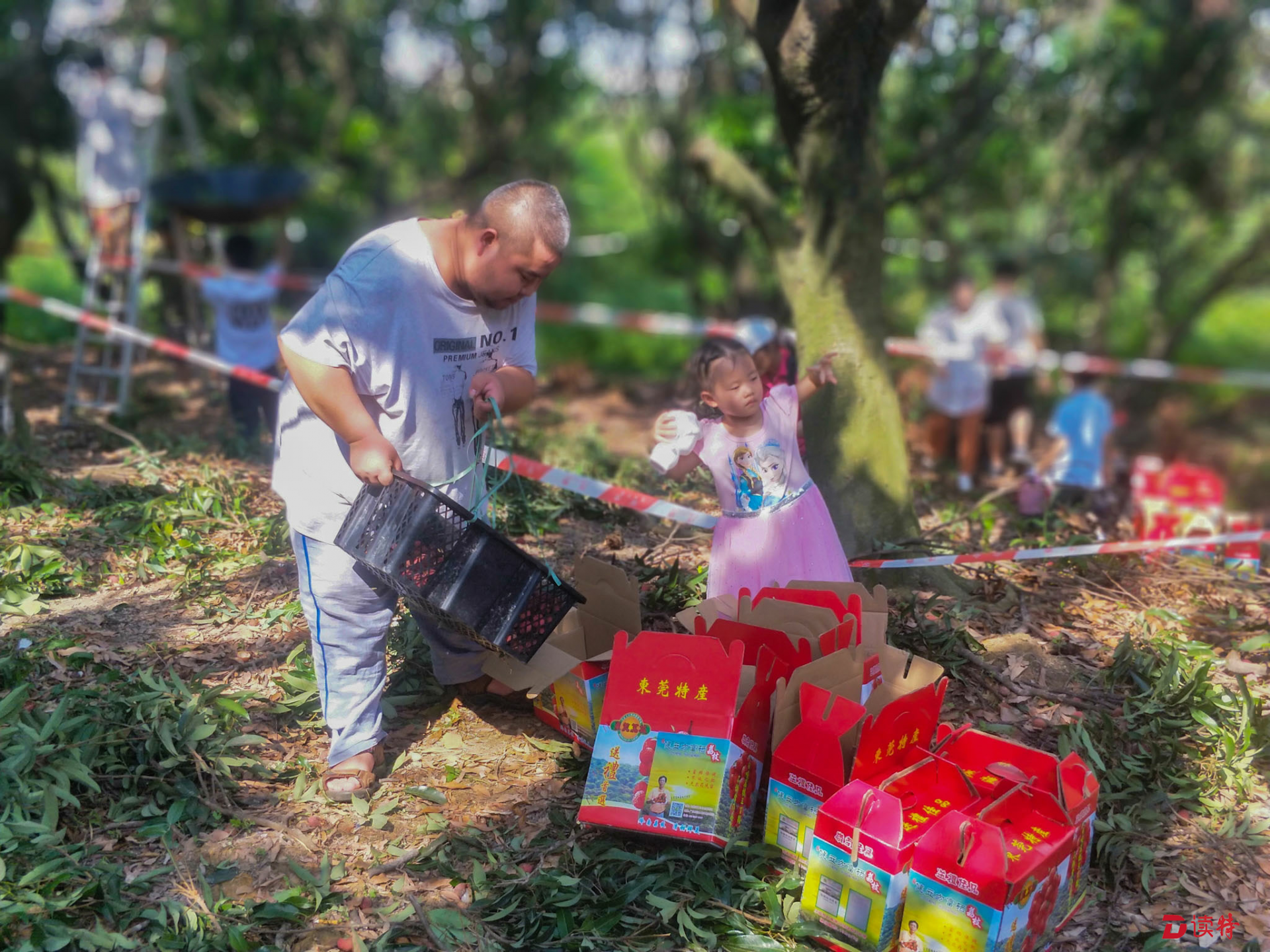 农场主人叶柱良告诉记者,4年多前,他刚接手这片果园时,因土地长期施用