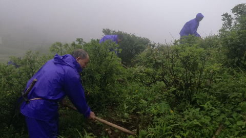 风大雨大，梧桐山人却在冒雨种花……