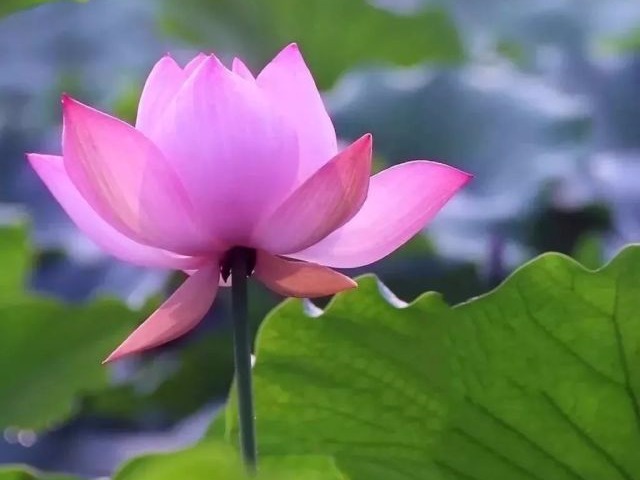 夏至 | 生如夏花之绚烂 寻一处光阴静好