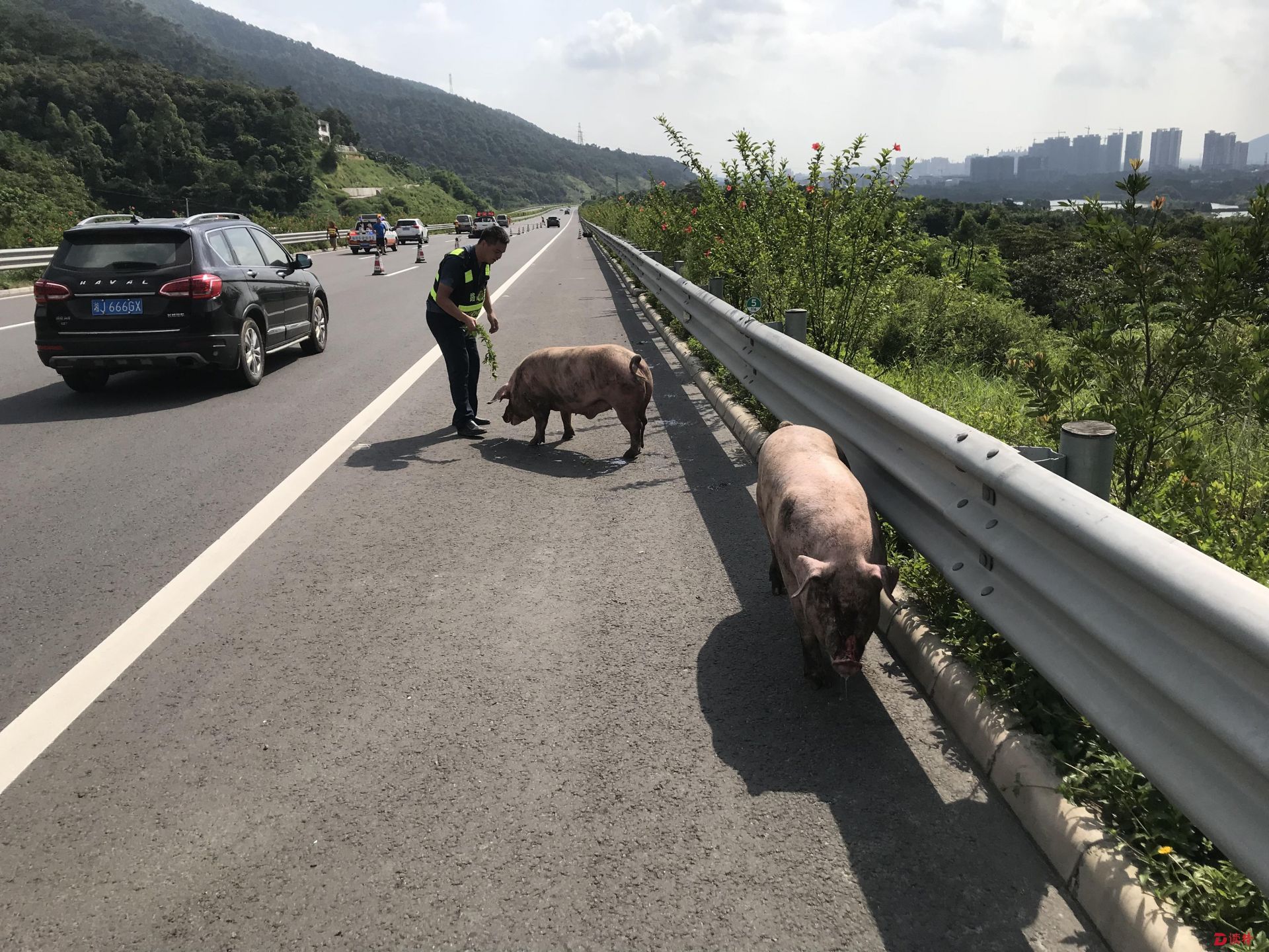 货车侧翻，“二师兄”高速公路闲庭信步  “社会人”捉猪累惨了