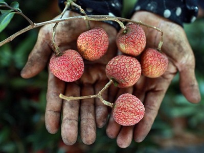 今年全国荔枝产量为近十年之最，如何化解“甜蜜烦恼”