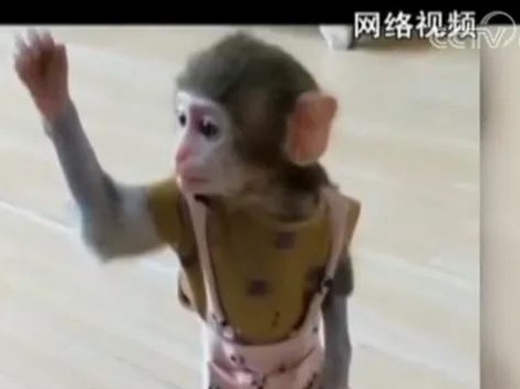 直播养猴牵出大案，这些“网红”违法！