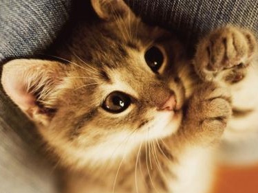 35只猫咪的非正常死亡!光明疑有人虐杀幼猫 将其从高空抛下 