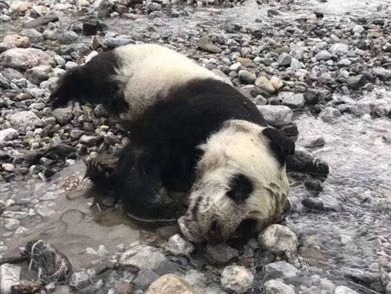 野生大熊猫幼仔溺亡 官方:把国宝全养起来不合初衷