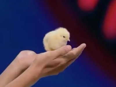 “云养鸡”！中国首只无壳孵化小鸡出生  