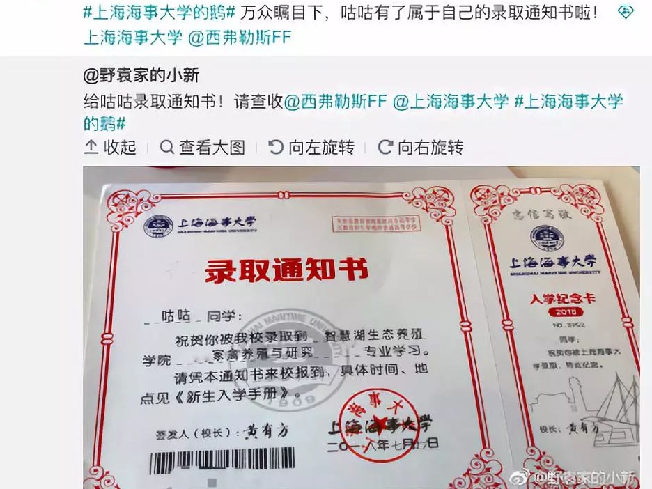 非常英俊！这所大学“录取”了一只鹅……