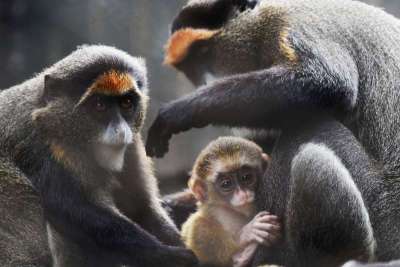 “博士猴”诞下二胎萌宝！深圳野生动物园又有喜了