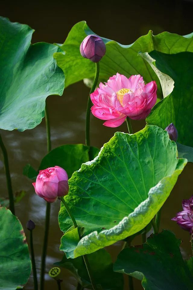 南京大牌档夏季新菜“荷塘月色”清凉盛放
