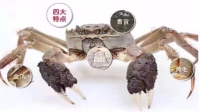 秋风蟹肥，如何完美“蟹”逅