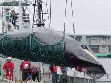日本呼吁取消商业捕鲸禁令 真的非吃这口鲸肉不可？
