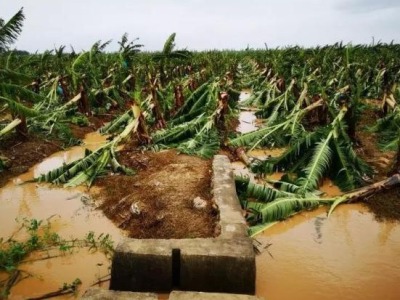 台风“山竹”致江门25万亩农田受灾，大片香蕉甘蔗死亡