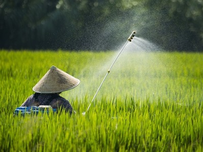 全球变暖或致虫害增加主粮减产，严重影响中国水稻产区