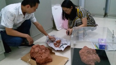 尘封5年！深圳本土首次发现的恐龙蛋化石有这么多故事